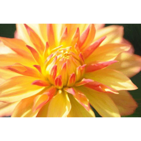 Yellow Orange Dahila 5 Black Modern Wood Framed Art Print with Double Matting by Foschino, Suzanne