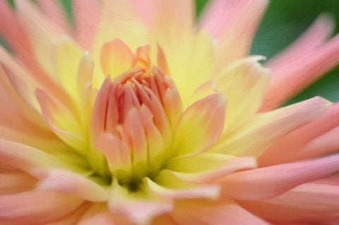 Yellow Orange Dahlia 6 White Modern Wood Framed Art Print with Double Matting by Foschino, Suzanne