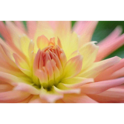 Yellow Orange Dahlia 6 White Modern Wood Framed Art Print by Foschino, Suzanne