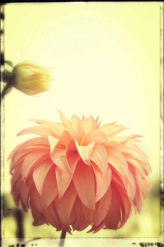 Image Only