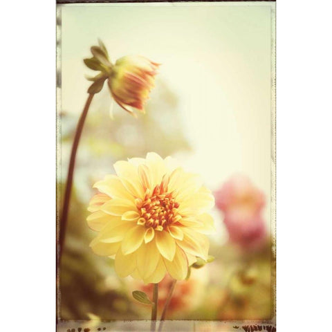 Yellow Orange Dahila Gold Ornate Wood Framed Art Print with Double Matting by Foschino, Suzanne