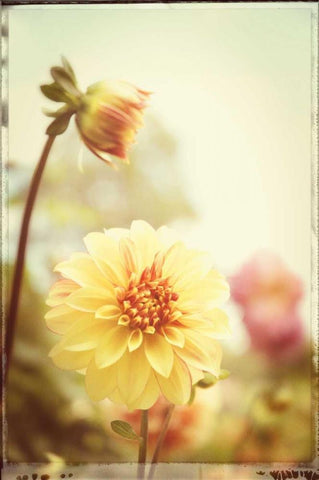 Yellow Orange Dahila White Modern Wood Framed Art Print with Double Matting by Foschino, Suzanne