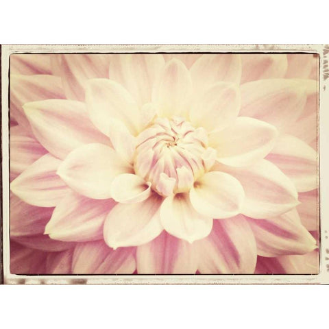 Pink Dahlia 6A Vintage White Modern Wood Framed Art Print by Foschino, Suzanne