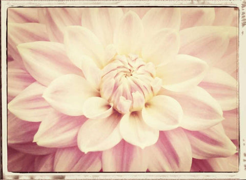 Pink Dahlia 6A Vintage White Modern Wood Framed Art Print with Double Matting by Foschino, Suzanne