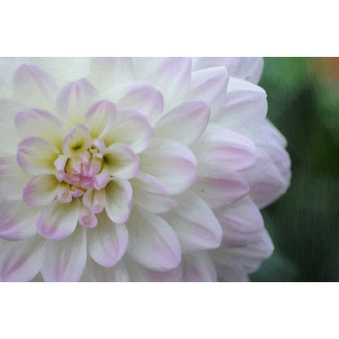 White Purple Tip Dahlia Gold Ornate Wood Framed Art Print with Double Matting by Foschino, Suzanne