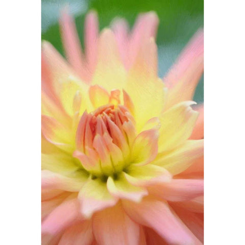 Yellow Orange Dahlia 3 Black Modern Wood Framed Art Print with Double Matting by Foschino, Suzanne