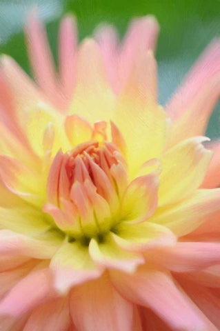 Yellow Orange Dahlia 3 White Modern Wood Framed Art Print with Double Matting by Foschino, Suzanne