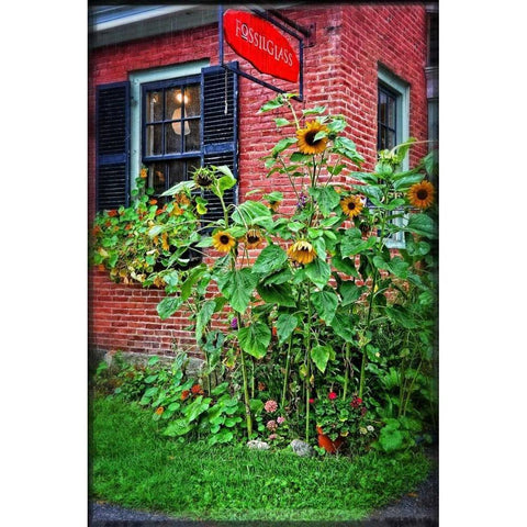 Country Store Sunflowers White Modern Wood Framed Art Print by Foschino, Suzanne