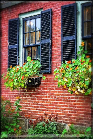 Country Store Window Flowers White Modern Wood Framed Art Print with Double Matting by Foschino, Suzanne