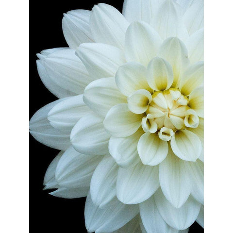 White Dahlia 5 Gold Ornate Wood Framed Art Print with Double Matting by Foschino, Suzanne