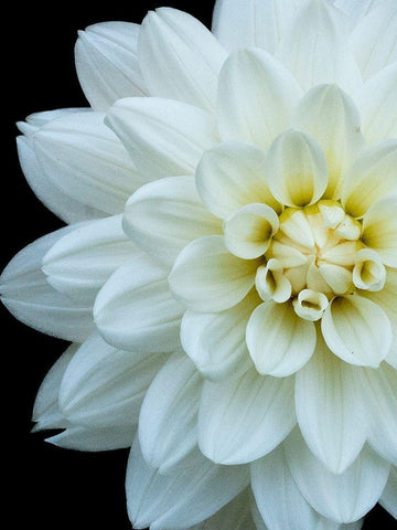 White Dahlia 5 White Modern Wood Framed Art Print with Double Matting by Foschino, Suzanne
