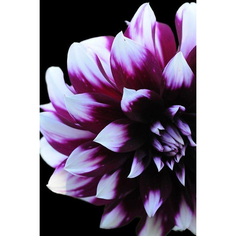 Purple Dahlia 26 Black Modern Wood Framed Art Print with Double Matting by Foschino, Suzanne