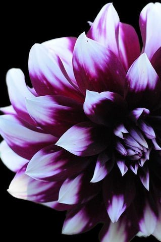 Purple Dahlia 26 White Modern Wood Framed Art Print with Double Matting by Foschino, Suzanne