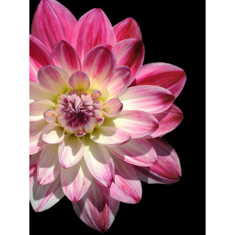 Ombre Dahlia 16 Black Modern Wood Framed Art Print by Foschino, Suzanne
