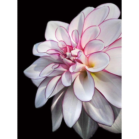 Pale Dahlia 10 Black Modern Wood Framed Art Print with Double Matting by Foschino, Suzanne