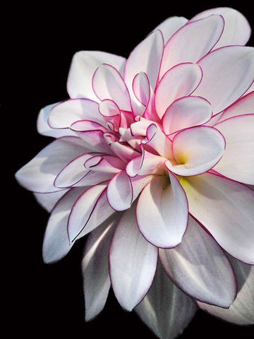 Pale Dahlia 10 Black Ornate Wood Framed Art Print with Double Matting by Foschino, Suzanne