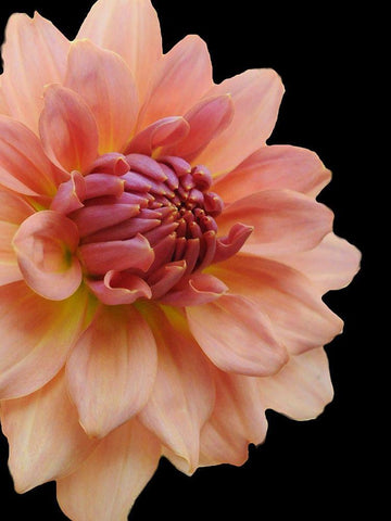 Peach Dahlia 25 White Modern Wood Framed Art Print with Double Matting by Foschino, Suzanne