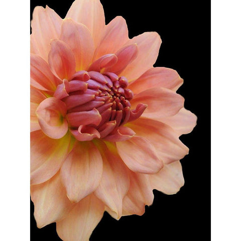 Peach Dahlia 25 Black Modern Wood Framed Art Print with Double Matting by Foschino, Suzanne