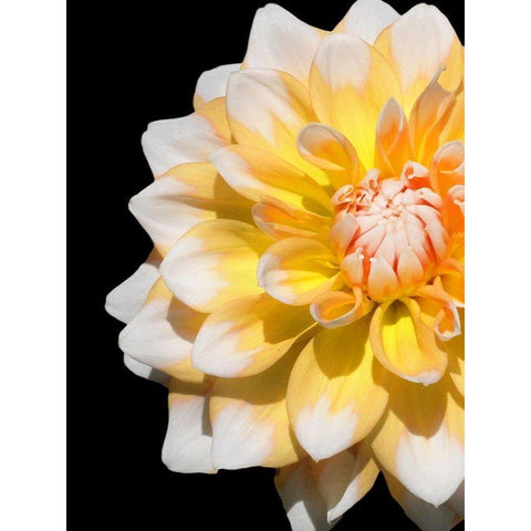 Cheerful Dahlia 28 White Modern Wood Framed Art Print by Foschino, Suzanne