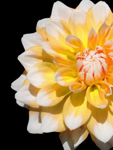 Cheerful Dahlia 28 Black Ornate Wood Framed Art Print with Double Matting by Foschino, Suzanne