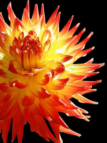 Fire Dahlia 31 White Modern Wood Framed Art Print with Double Matting by Foschino, Suzanne