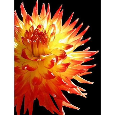 Fire Dahlia 31 Black Modern Wood Framed Art Print by Foschino, Suzanne