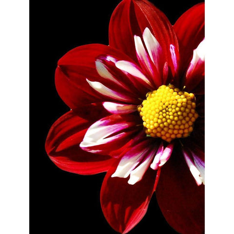 Ruby Dahlia 22 Gold Ornate Wood Framed Art Print with Double Matting by Foschino, Suzanne