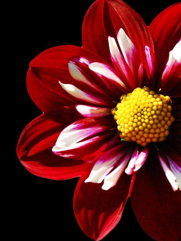 Ruby Dahlia 22 White Modern Wood Framed Art Print with Double Matting by Foschino, Suzanne