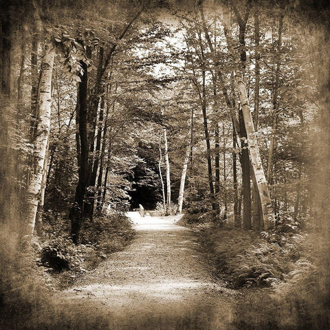 Vermont Mountain Trail 3 White Modern Wood Framed Art Print with Double Matting by Foschino, Suzanne