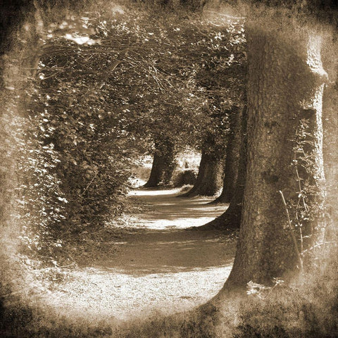 Wicklow Tree Line 1 Gold Ornate Wood Framed Art Print with Double Matting by Foschino, Suzanne