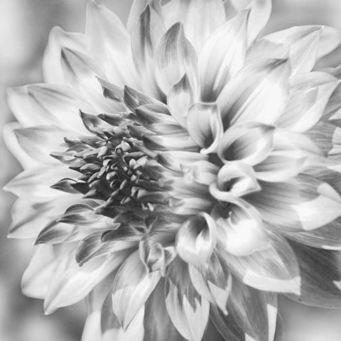 Black and White Dalia 1a White Modern Wood Framed Art Print with Double Matting by Foschino, Suzanne