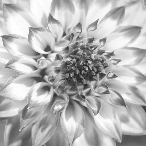 Black and White Dalia 4 White Modern Wood Framed Art Print by Foschino, Suzanne