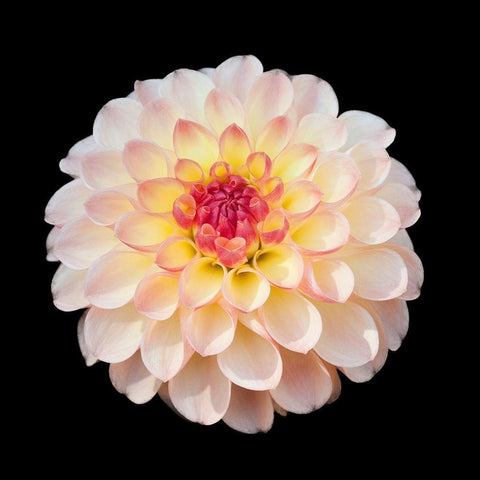Dahlia 1 Black Modern Wood Framed Art Print by Foschino, Suzanne