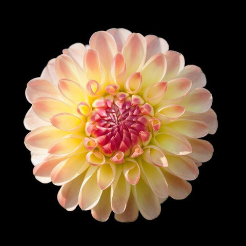 Dahlia 2 Black Modern Wood Framed Art Print by Foschino, Suzanne