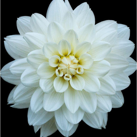 Dahlia 5 Gold Ornate Wood Framed Art Print with Double Matting by Foschino, Suzanne