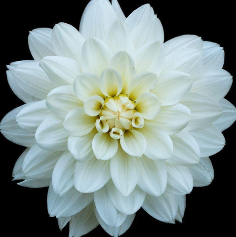 Dahlia 5 White Modern Wood Framed Art Print with Double Matting by Foschino, Suzanne