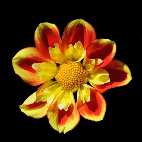 Dahlia 12 A Black Modern Wood Framed Art Print by Foschino, Suzanne