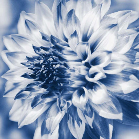Dahlia Navy 1 White Modern Wood Framed Art Print with Double Matting by Foschino, Suzanne
