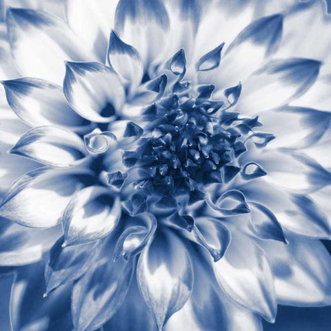 Navy Dahlia 2 Black Modern Wood Framed Art Print by Foschino, Suzanne