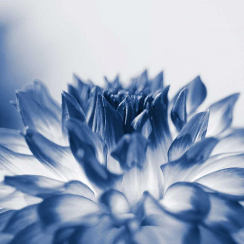 Dahlia Navy 3 Black Modern Wood Framed Art Print with Double Matting by Foschino, Suzanne