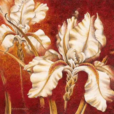 White Iris Black Modern Wood Framed Art Print by Henson, Richard