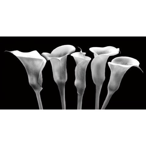 Lilies at Night Black Modern Wood Framed Art Print with Double Matting by Craven, Katrina