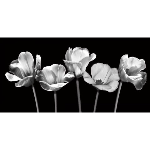 Tulips at Night Black Modern Wood Framed Art Print with Double Matting by Craven, Katrina