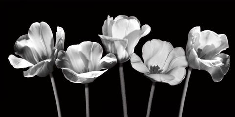 Tulips at Night Black Ornate Wood Framed Art Print with Double Matting by Craven, Katrina