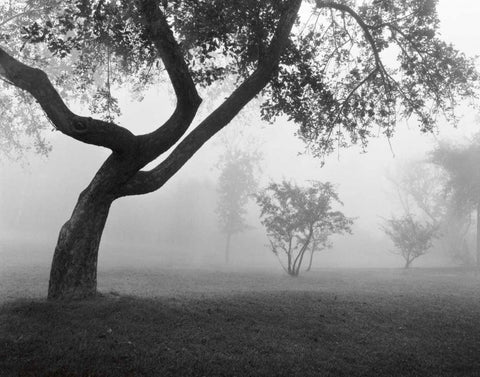 Into the Mist Black Ornate Wood Framed Art Print with Double Matting by Nagler, Monte