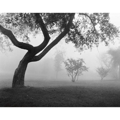 Into the Mist White Modern Wood Framed Art Print by Nagler, Monte