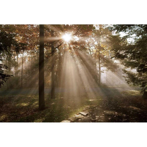 A New Day I Black Modern Wood Framed Art Print by Dahlgren, Ann