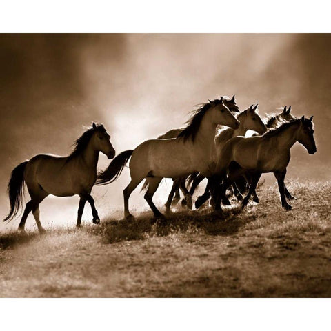 Wild Horses White Modern Wood Framed Art Print by Dearing, Lisa