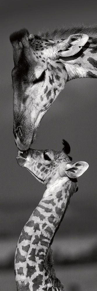 Image Only