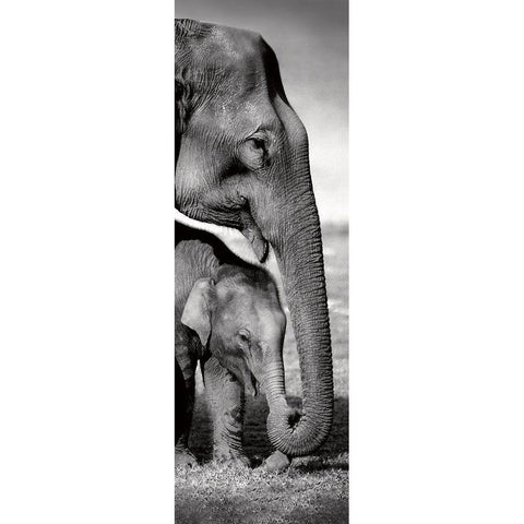 Indian Elephants Black Modern Wood Framed Art Print with Double Matting by Delimont, Danita